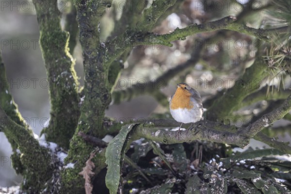 European robin (Erithacus rubecula), Emsland, Lower Saxony, Germany