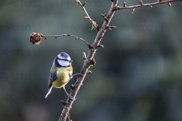 Blue tit (Parus caerulea), Emsland, Lower Saxony, Germany