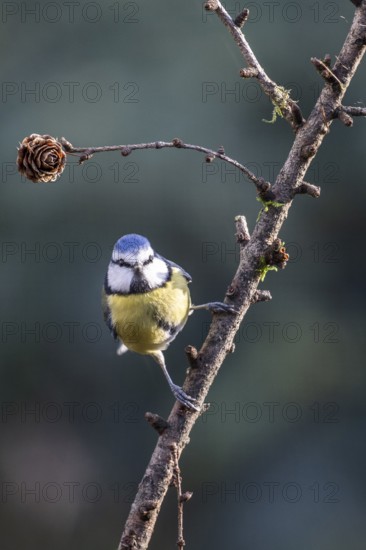 Blue tit (Parus caerulea), Emsland, Lower Saxony, Germany