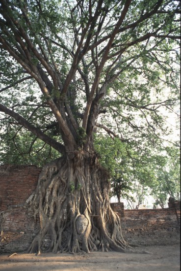 Buddha's head grown into the poplar fig (Ficus religiosa) . According to Buddhist tradition, Siddhartha Gautama experienced awakening while sitting under a poplar fig. Buddha, Buddhism, Religion, Ayutthaya, Thailand, Southeast Asia
