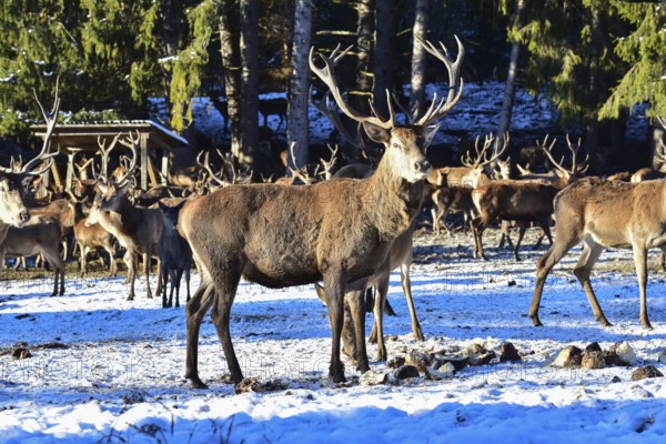 Wild feeding of red deer in the Allgäu region, Bavaria, Germany