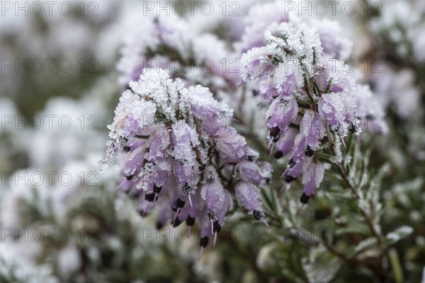 Snow heather (Erica carnea) in hoarfrost, Emsland, Lower Saxony, Germany