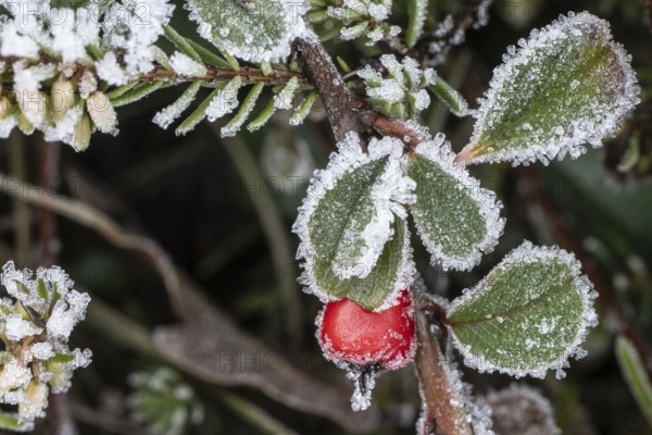 Cotoneaster horizontalis in hoarfrost, Emsland, Lower Saxony, Germany