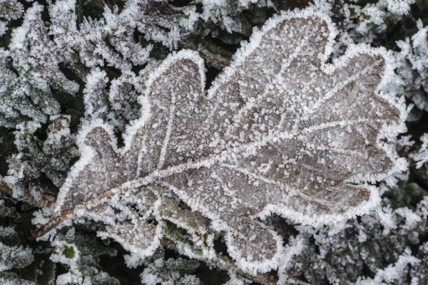 Oak leaf (Quercus robur) on fern frond (Polystichum) in hoarfrost, Emsland, Lower Saxony, Germany
