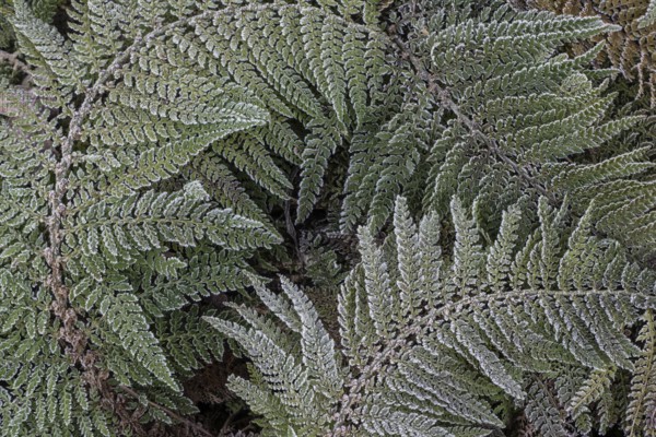 Fern fronds (Polystichum) in hoarfrost, Emsland, Lower Saxony, Germany