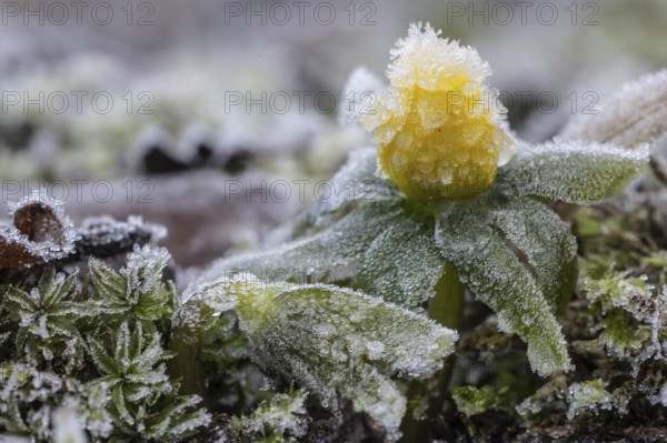 Winter aconite (Eranthis hyemalis) in hoarfrost, Emsland, Lower Saxony, Germany