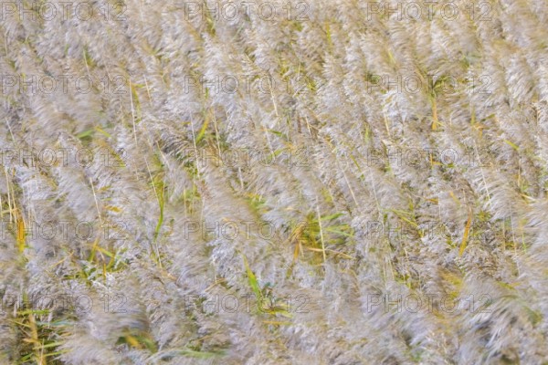 Motion blurred panicles of common reeds (Phragmites australis, Phragmites communis) in reedbed, reed bed in wetland in autumn, fall