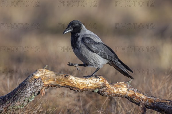 Northern European hooded crow (Corvus cornix cornix, Corvus corone cornix) perched on branch in winter