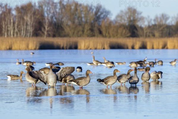 Greylag geese, graylag goose flock (Anser anser) resting in shallow water of lake in winter