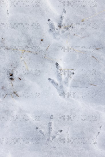 Rock ptarmigan (Lagopus muta, Lagopus mutus) tracks, footprints in the snow in winter