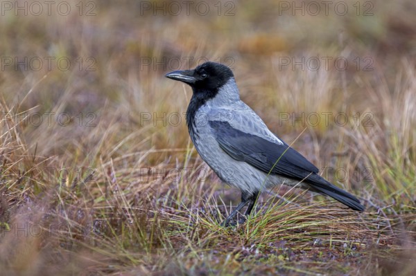 Northern European hooded crow (Corvus cornix cornix, Corvus corone cornix) foraging on the ground in moorland in winter