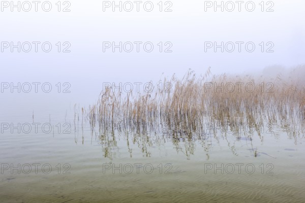 Common reeds (Phragmites australis, Phragmites communis) in reedbed, reed bed in wetland during early morning mist in winter