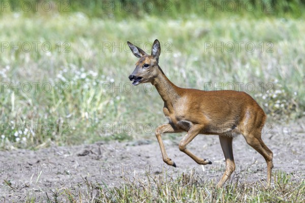 Fleeing European roe deer (Capreolus capreolus) doe, female running fast over field in summer