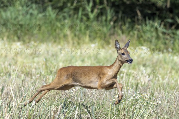 Fleeing European roe deer (Capreolus capreolus) doe, female running fast over meadow, grassland at edge of forest in summer