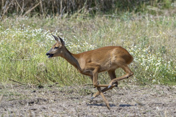 Fleeing European roe deer (Capreolus capreolus) doe, female running fast over farmland in summer