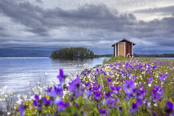 Colourful wildflowers and boathouse on the island Norderön in lake Storsjön in spring, Jämtland, Sweden, Scandinavia