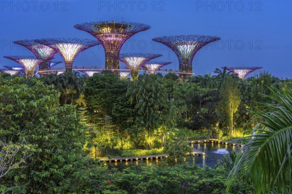 Supertree Grove, illuminated Supertrees with elevated walkway and restaurant towering over Gardens by the Bay, GBTB, urban park in the city Singapore