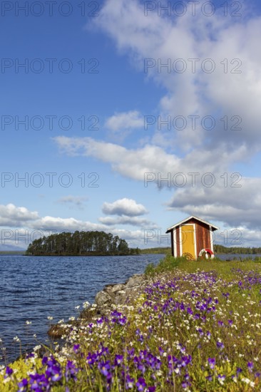 Colourful wildflowers and boathouse on the island Norderön in lake Storsjön in spring, Jämtland, Sweden, Scandinavia