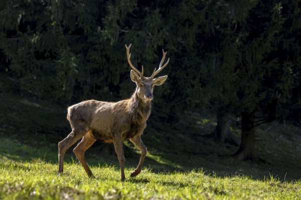 Scruffy red deer (Cervus elaphus) stag in grassland at edge of forest moulting into its red summer coat during the spring moult