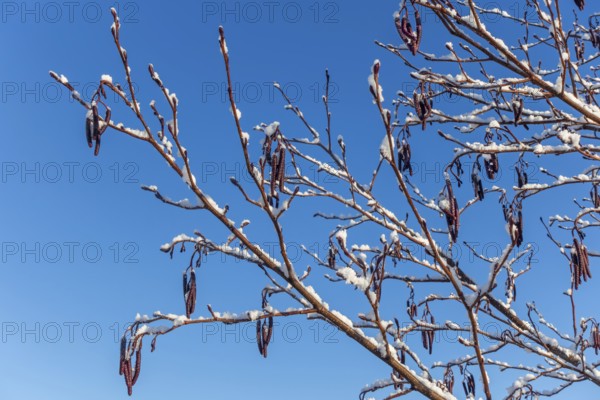 Common alder, European black alder (Alnus glutinosa) close-up of male catkins laden with fresh snow at wetland in winter