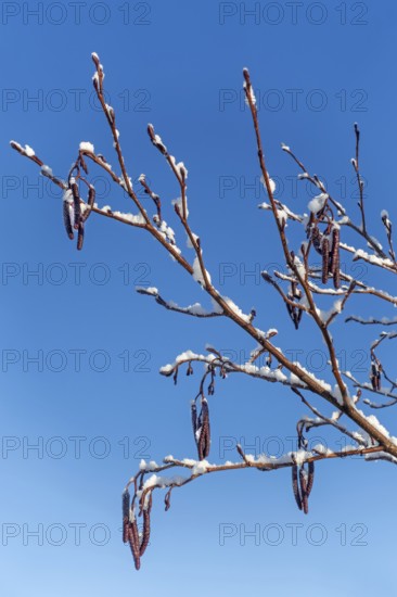 Common alder, European black alder (Alnus glutinosa) close-up of male catkins laden with fresh snow at wetland in winter
