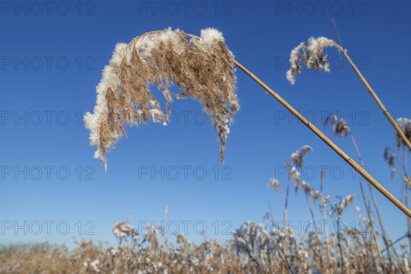 Common reed (Phragmites australis) close-up of panicles, seed heads laden with fresh snow in reedbed, reed bed at wetland in winter