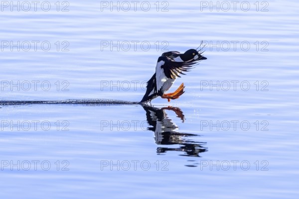 Common goldeneye (Bucephala clangula) male in flight, landing on water in lake in winter