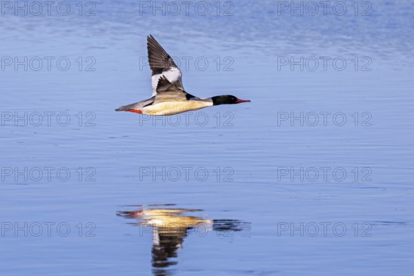 Common merganser, goosander (Mergus merganser merganser) male flying over water of lake in winter