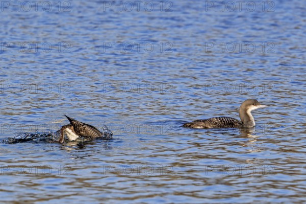 Two black-throated loons, Arctic loon, black-throated diver (Gavia arctica) in non-breeding plumage swimming in lake in winter