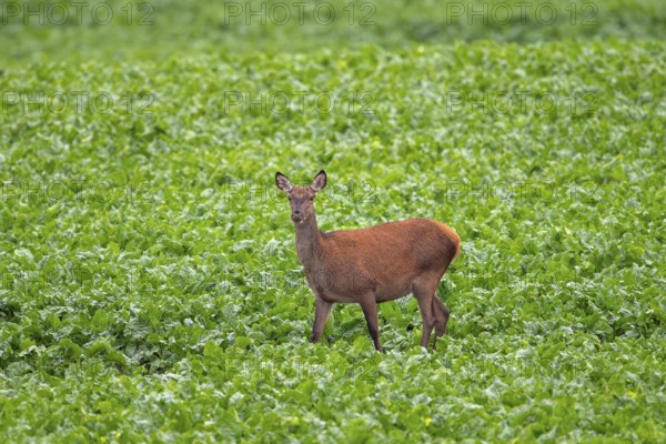 Red deer (Cervus elaphus) hind, female foraging in sugar beet field in summer