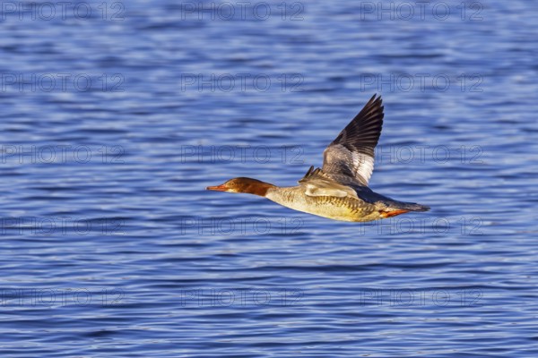 Common merganser, goosander (Mergus merganser merganser) female flying over water of lake in winter