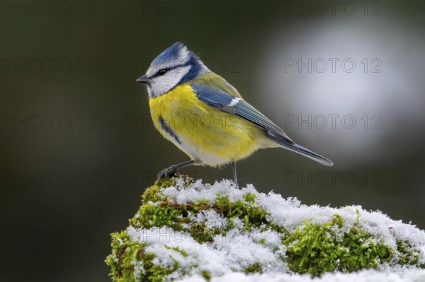 Eurasian blue tit (Cyanistes caeruleus, Parus caeruleus) perched on snow covered tree stump with moss in forest in winter