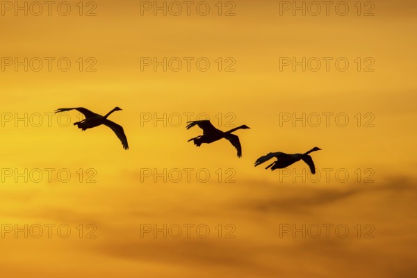 Three Bewick's swans, tundra swans (Cygnus bewickii) in flight silhouetted against orange sunset sky in winter