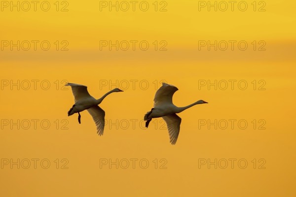Two Bewick's swans, tundra swans (Cygnus bewickii) flying against orange sunset sky in winter