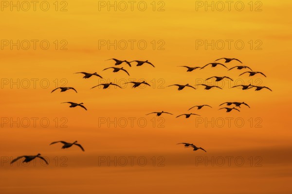Bewick's swans, tundra swan (Cygnus bewickii) flock in flight silhouetted against orange sunset sky in winter