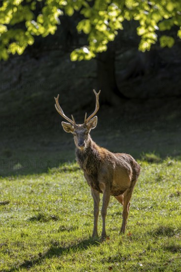 Scruffy red deer (Cervus elaphus) stag in grassland at edge of forest moulting into its red summer coat during the spring moult