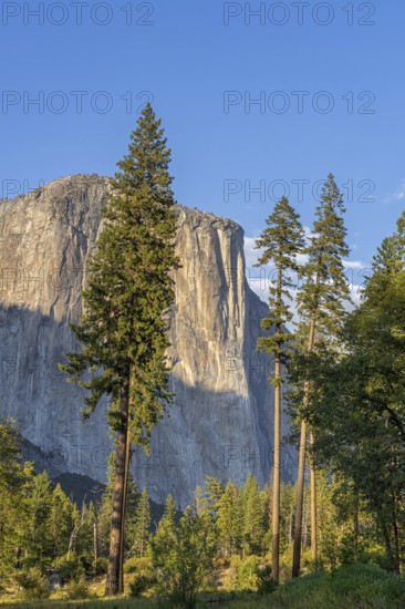 Ponderosa pine in front of El Capitan, granite monolith in Yosemite National Park in Sierra Nevada mountain range in California, USA, North America