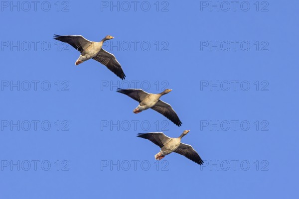 Three greylag geese, graylag goose (Anser anser) flying against blue sky in winter