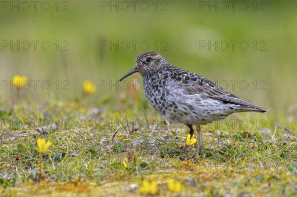 Purple sandpiper (Calidris maritima) adult in breeding plumage foraging on the tundra in summer, Svalbard, Spitsbergen, Norway