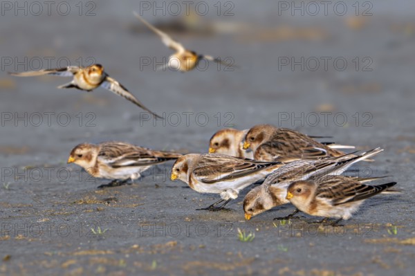 Snow buntings (Plectrophenax nivalis, Emberiza nivalis) flock in winter plumage foraging on sandy beach along the North Sea coast