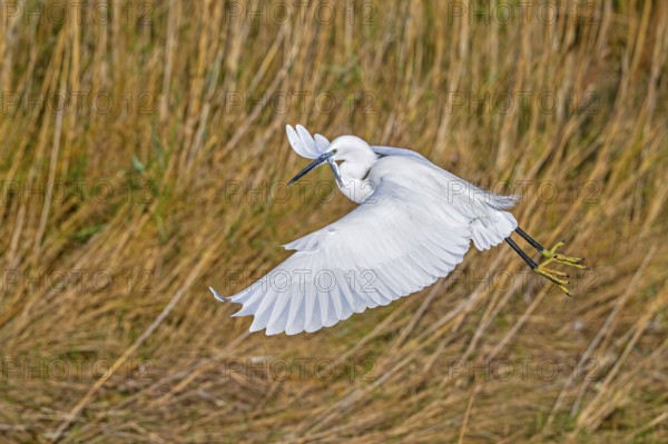 Little egret (Egretta garzetta) in flight, taking off from coastal wetland with caught fish prey in beak in in winter