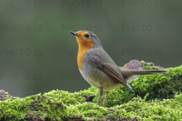 European robin (Erithacus rubecula) perched on moss covered fallen tree looking for insects and other invertebrates in forest in winter