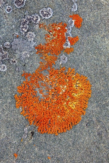 Elegant sunburst lichen (Rusavskia elegans, Xanthoria elegans) on rock, Svalbard, Spitsbergen