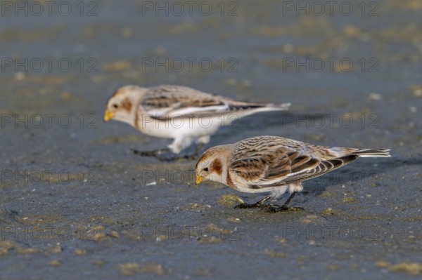 Two snow buntings (Plectrophenax nivalis, Emberiza nivalis) in winter plumage foraging on sandy beach along the North Sea coast