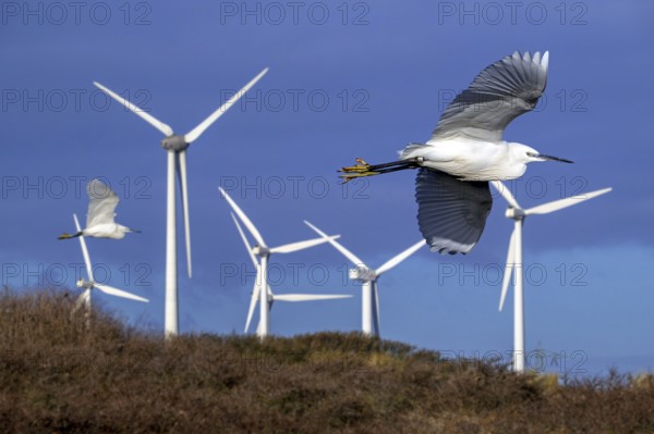 Two little egrets (Egretta garzetta) flying past huge rotor blades of wind turbines killing birds at coastal wind park, windfarm in winter. Digital composite