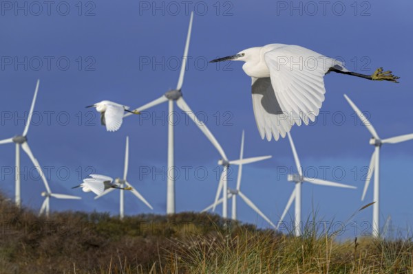 Three little egrets (Egretta garzetta) flying past huge rotor blades of wind turbines killing birds at coastal wind park, windfarm in winter. Digital composite