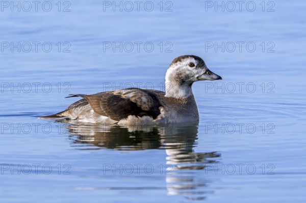 Long-tailed duck (Clangula hyemalis, Anas hyemalis) adult female in non-breeding plumage swimming in pond in winter