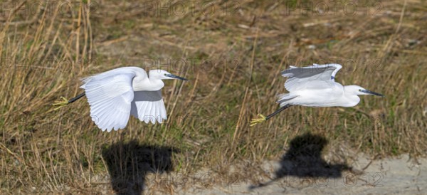 Two little egrets (Egretta garzetta) flying past reed bed in coastal wetland in winter. Digital composite