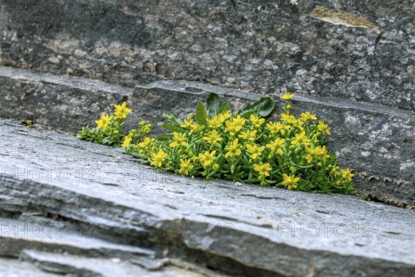 Yellow mountain saxifrage, yellow saxifrage (Saxifraga aizoides), alpine plant flowering among rocks in summer in the Alps