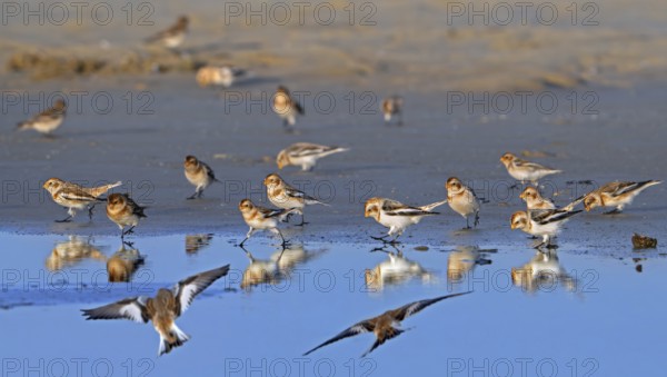 Snow buntings (Plectrophenax nivalis, Emberiza nivalis) flock in winter plumage foraging on sandy beach along the North Sea coast